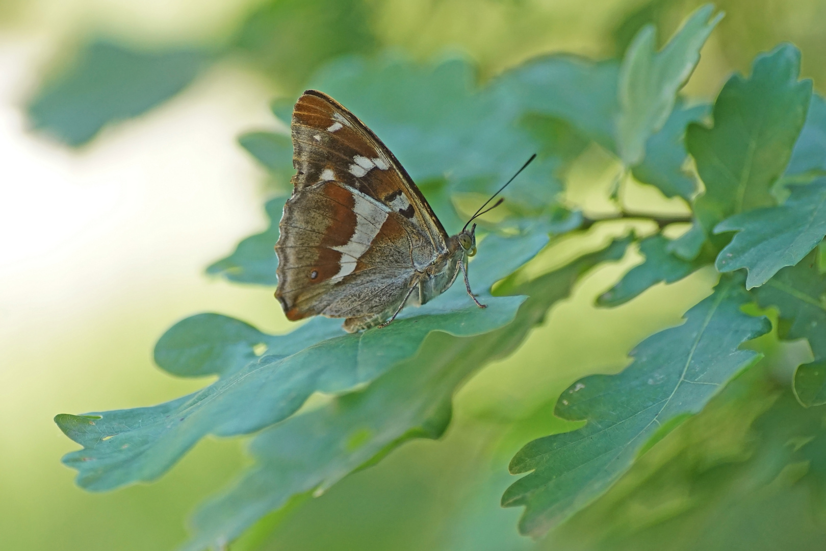 Großer Schillerfalter (Apatura iris)