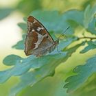 Großer Schillerfalter (Apatura iris)