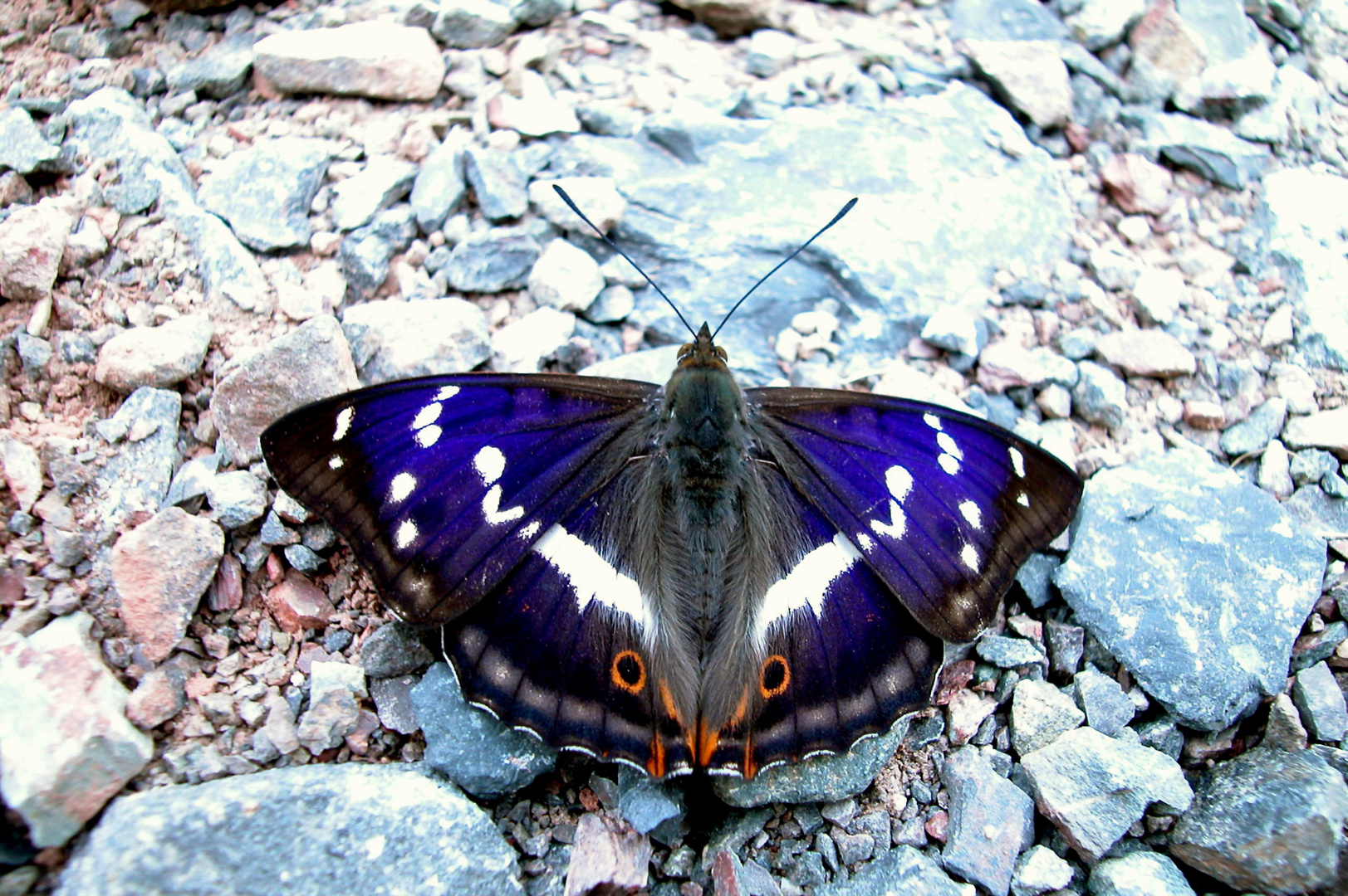 Großer Schillerfalter - Apatura Iris - HARZ