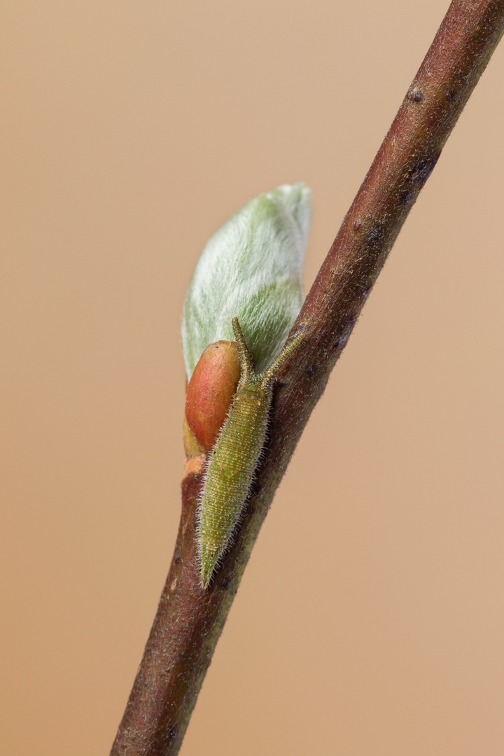 Großer Schillerfalter (Apatura iris) Jungraupe