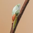 Großer Schillerfalter (Apatura iris) Jungraupe