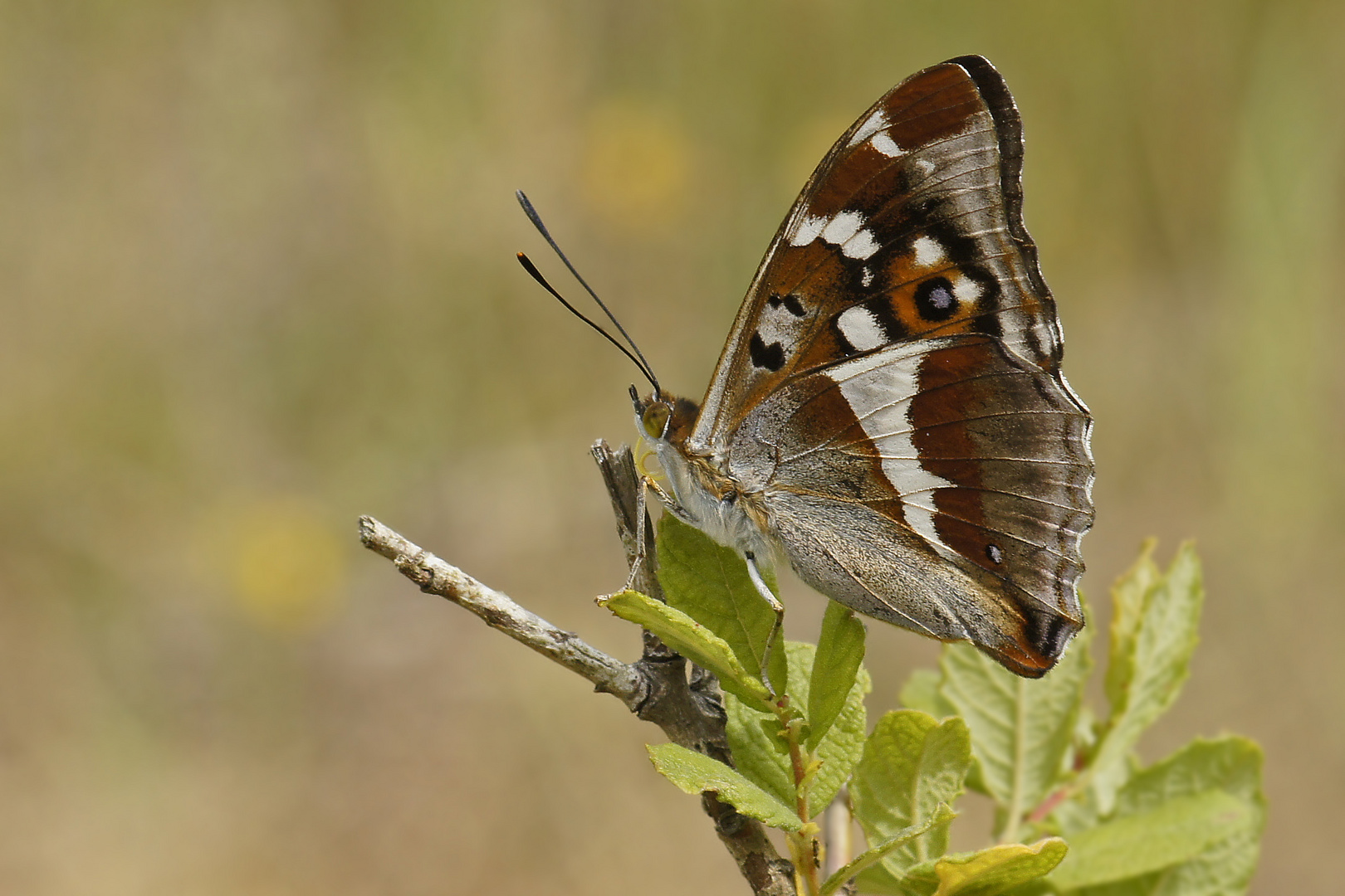 Großer Schillerfalter (Apatura iris), Männchen