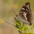 Großer Schillerfalter (Apatura iris), Männchen