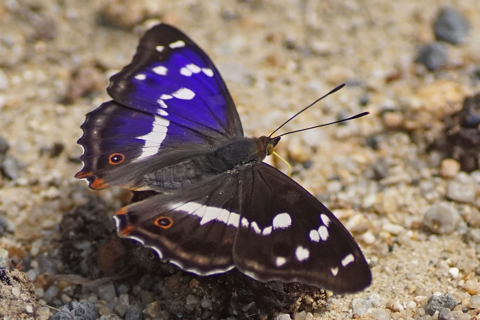 Großer Schillerfalter (Apatura iris), Männchen