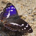 Großer Schillerfalter (Apatura iris), Männchen