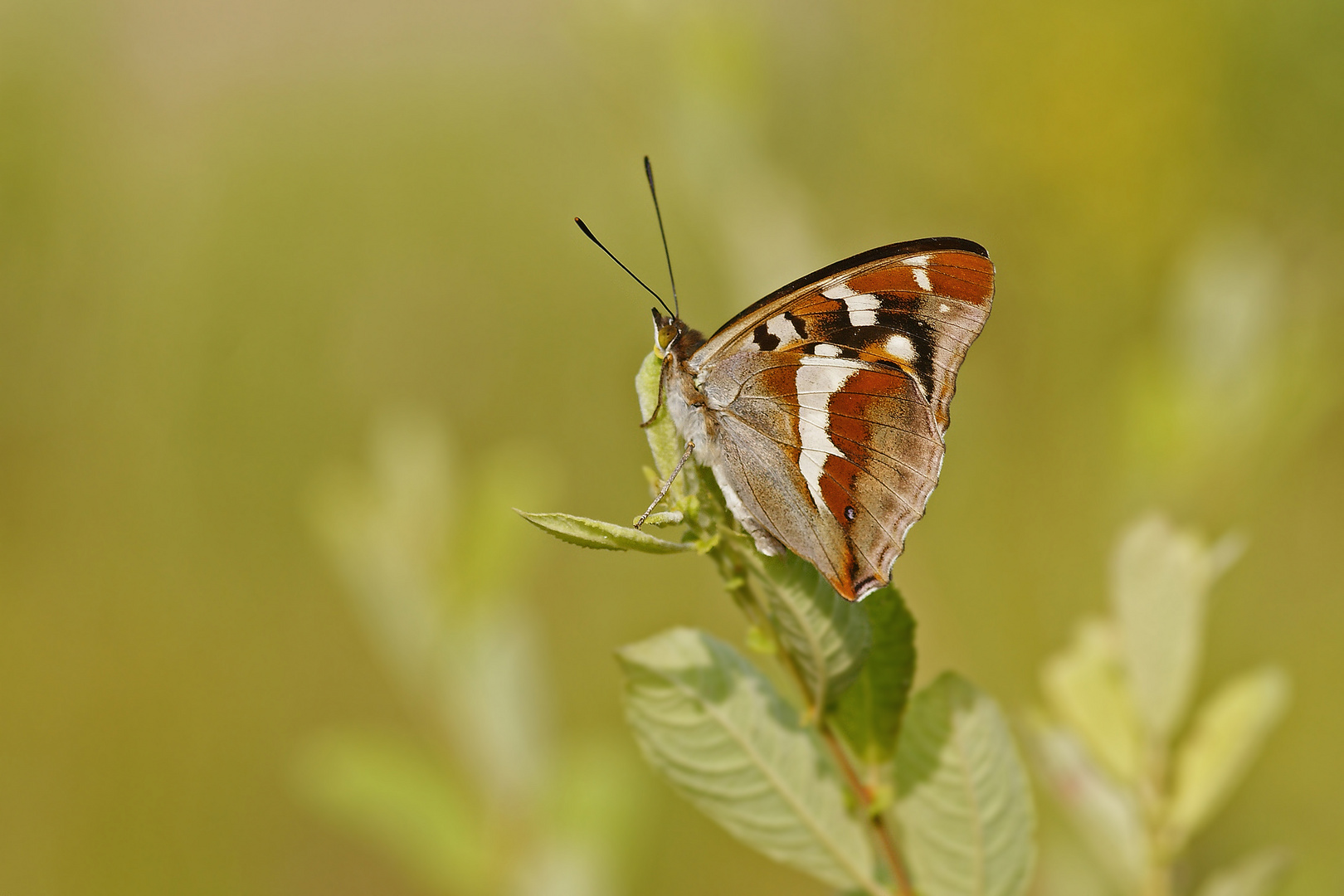 Großer Schillerfalter (Apatura iris), Männchen auf seiner Ansitzwarte