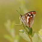 Großer Schillerfalter (Apatura iris), Männchen auf seiner Ansitzwarte