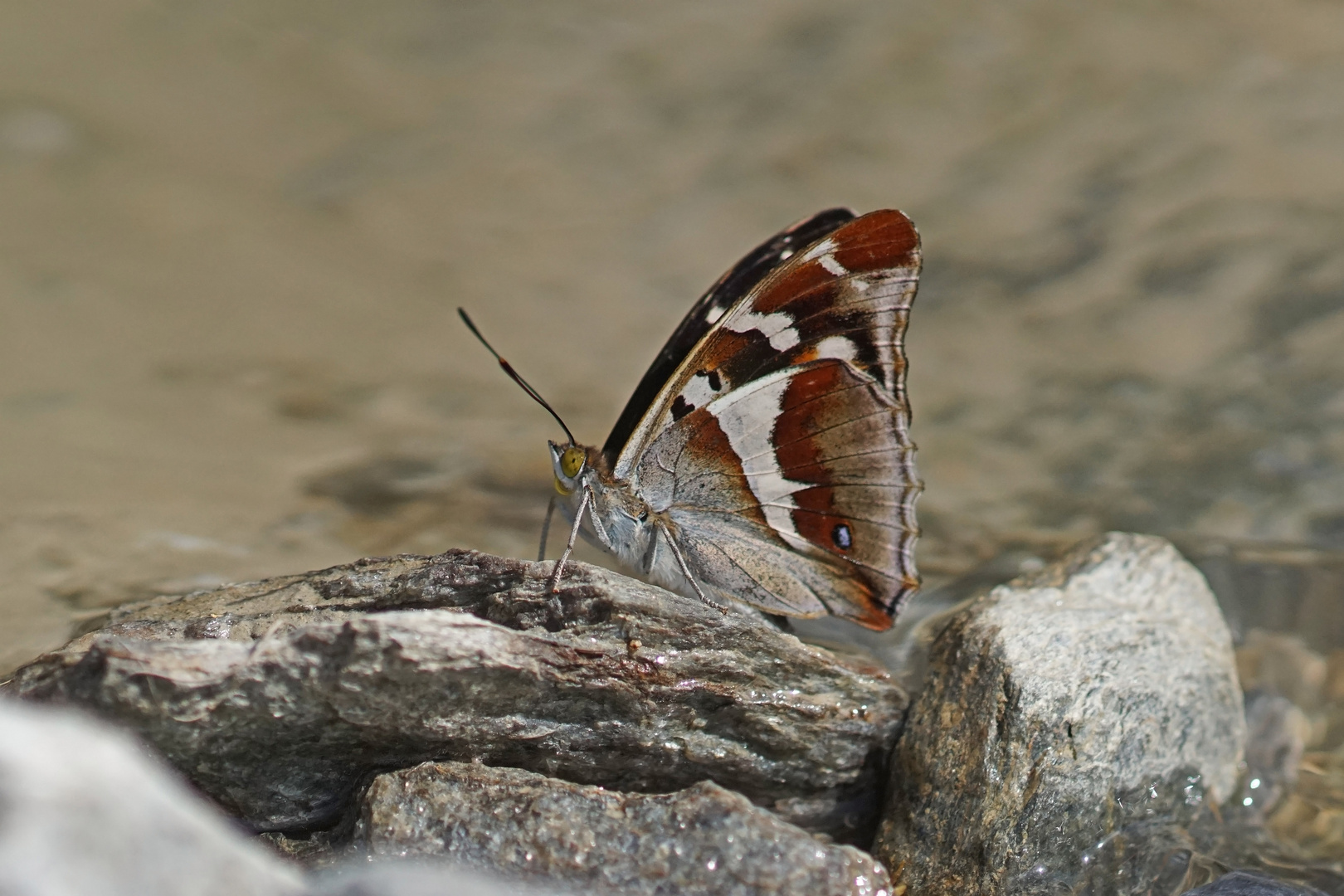 Großer Schillerfalter (Apatura iris), Männchen