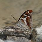 Großer Schillerfalter (Apatura iris), Männchen