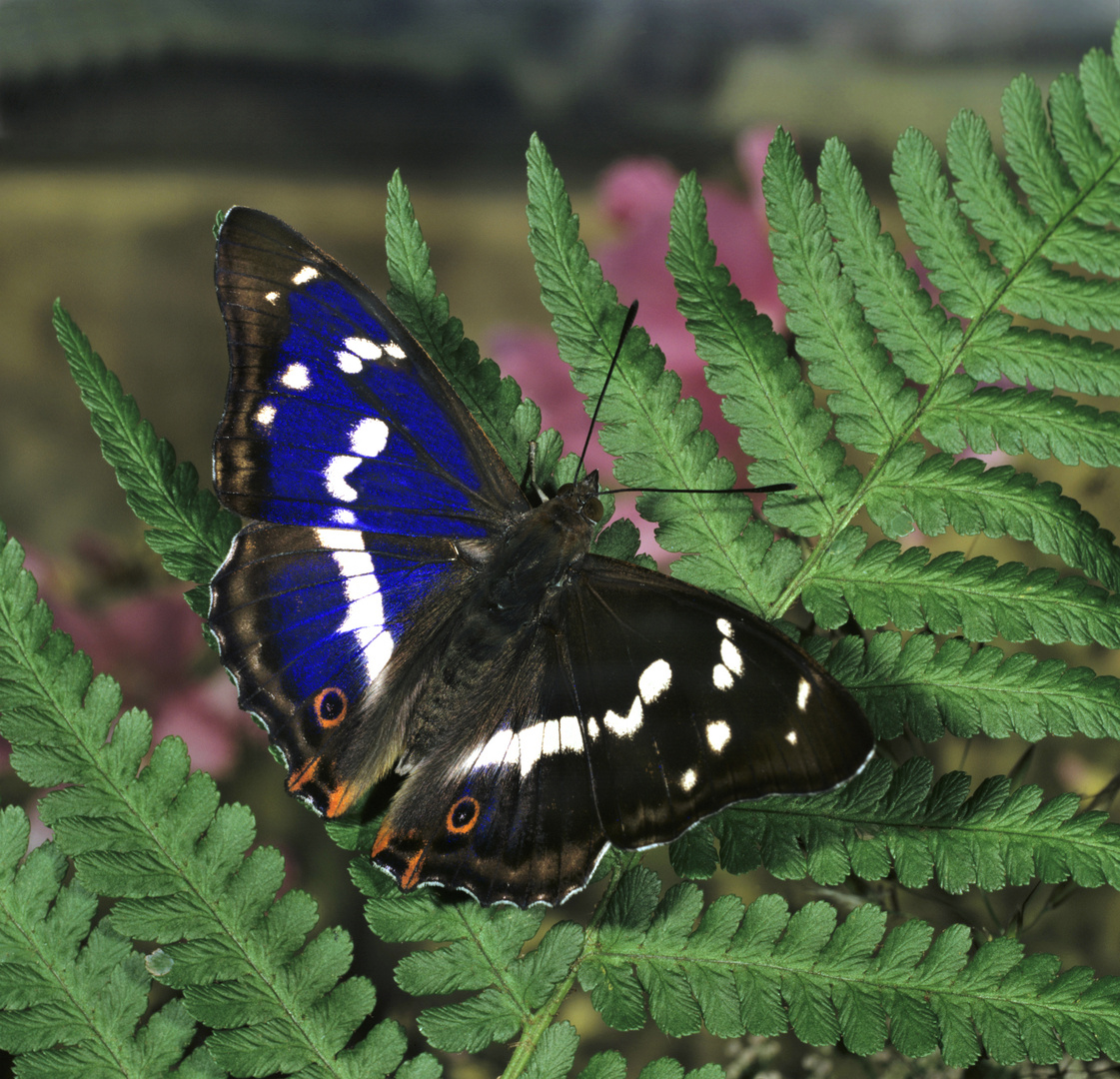 Grosser Schillerfalter, Apatura iris, männlicher Falter 