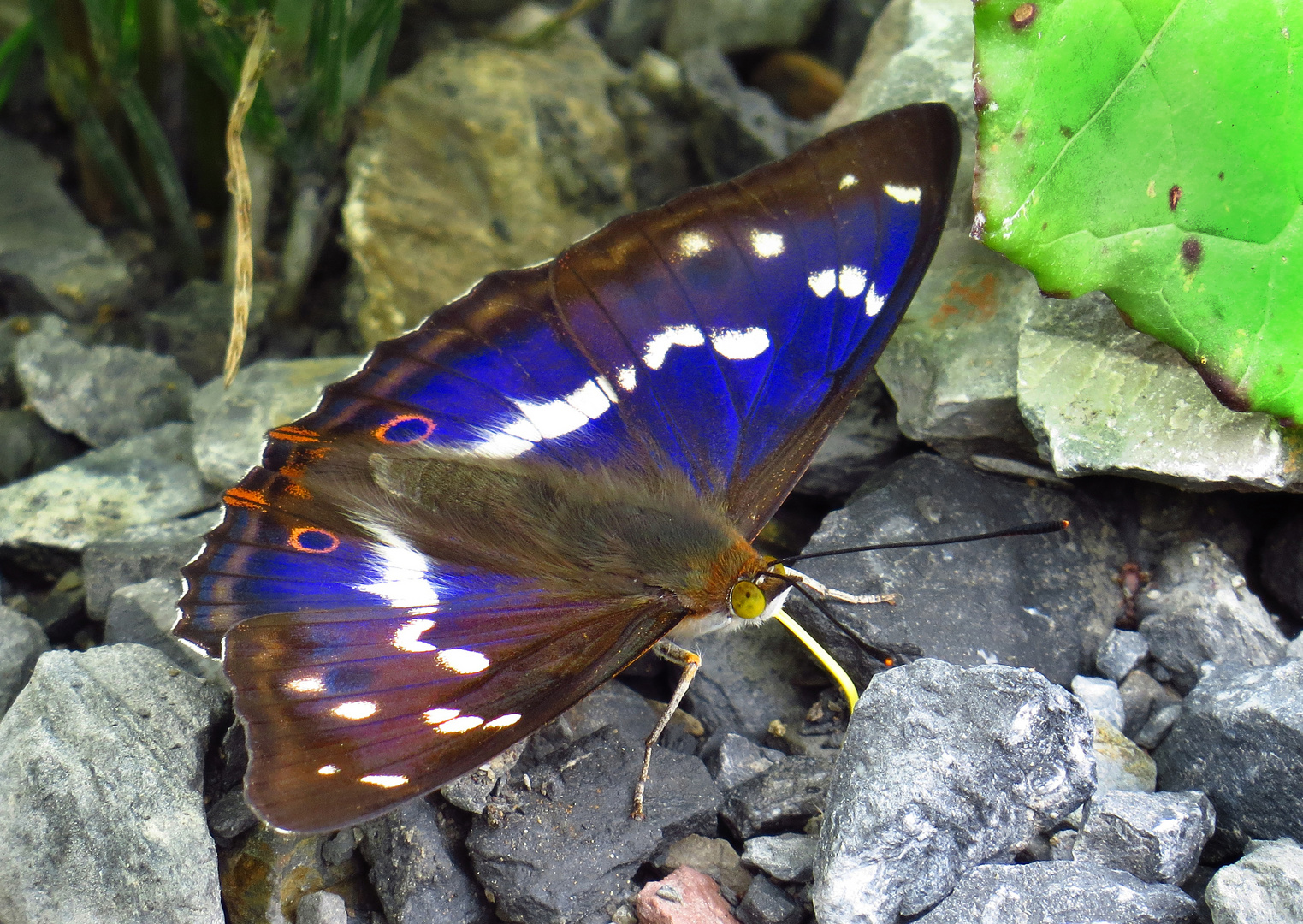 Grosser Schillerfalter, Apatura iris, Purple Emperor