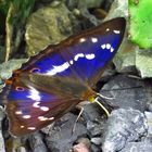 Grosser Schillerfalter, Apatura iris, Purple Emperor