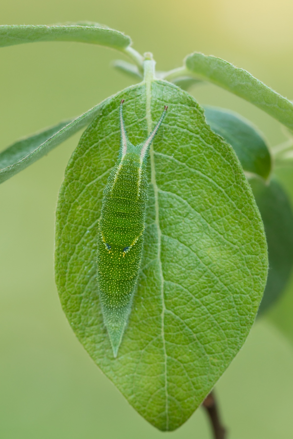 Großer Schillerfalter (Apatura iris) Raupe 2