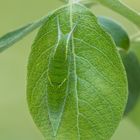 Großer Schillerfalter (Apatura iris) Raupe 2