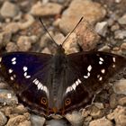 Großer Schillerfalter, Apatura Iris - Schmetterling des Jahres 2011