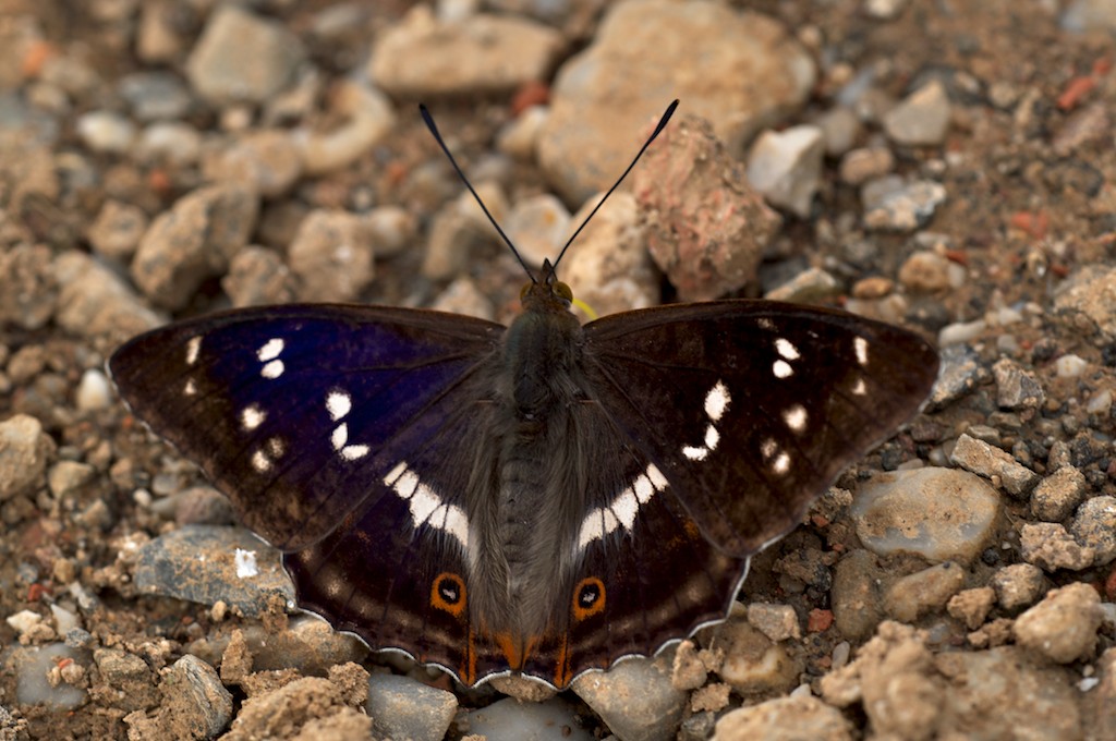 Großer Schillerfalter, Apatura iris Schmetterling des Jahres 2011