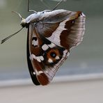 Grosser Schillerfalter (Aputara iris) III