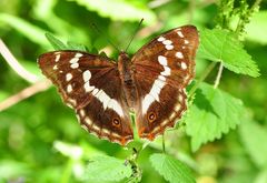 Großer Schillerfalter auf Brennnessel