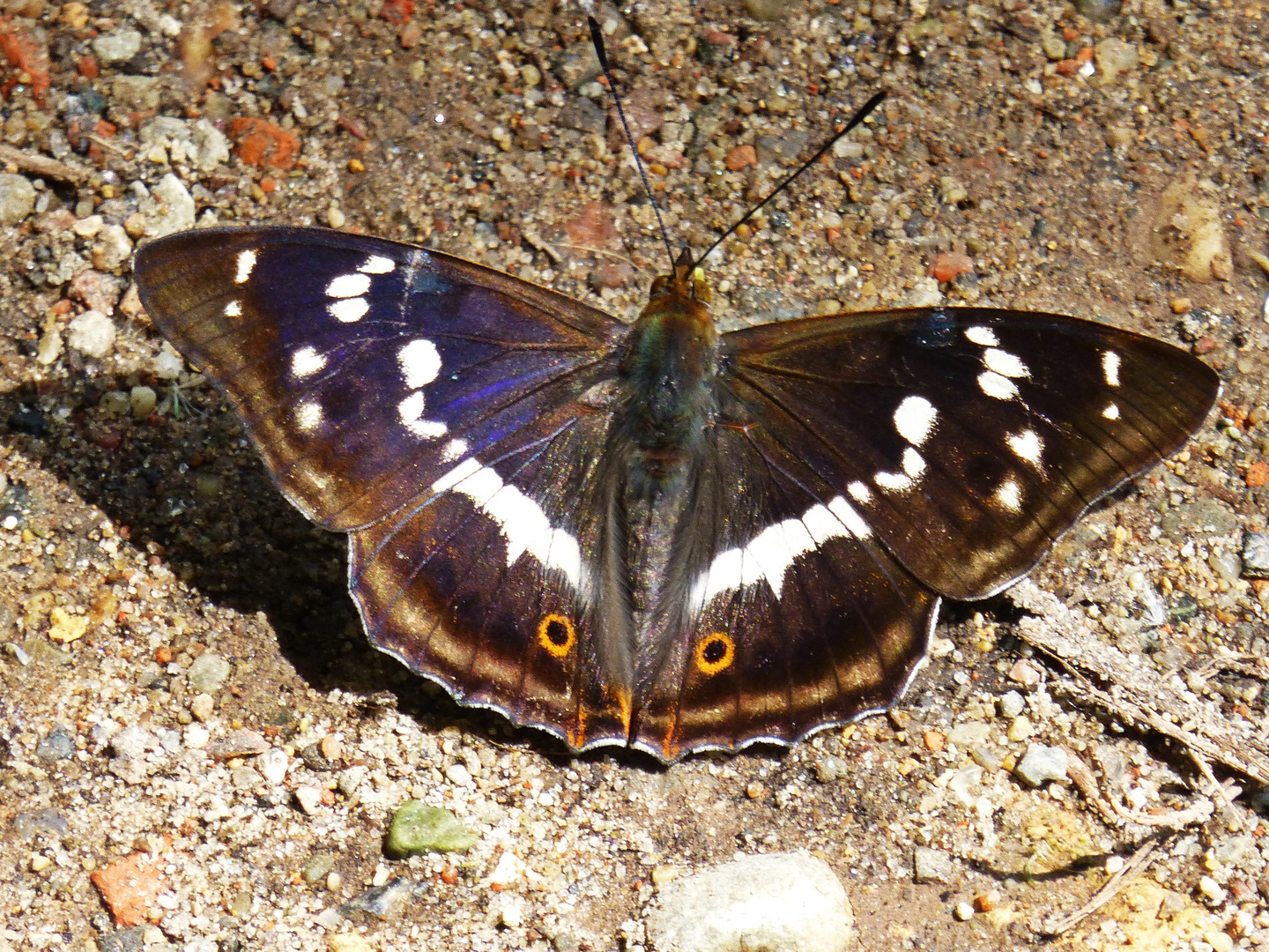 Großer Schillerfalter