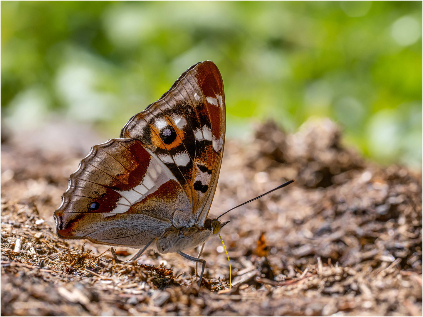 Grosser Schillerfalter