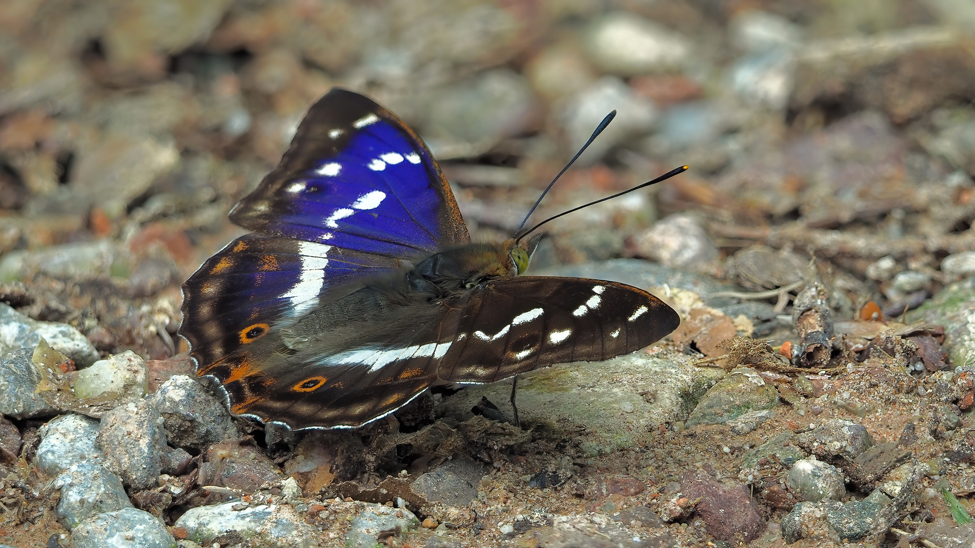 Großer Schillerfalter