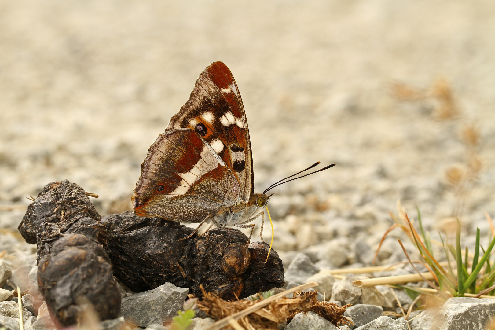 Großer Schillerfalter