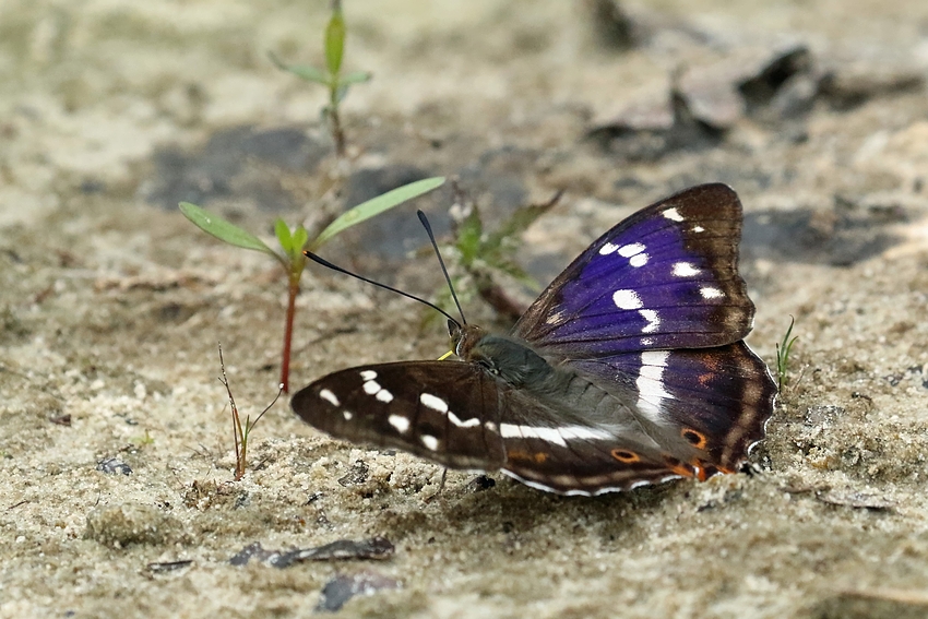 Großer Schillerfalter