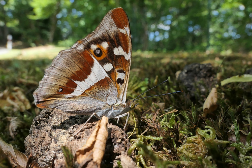 Großer Schillerfalter oder auch: Geruchsintensives Fotografieren 01