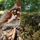 Großer Schillerfalter oder auch: Geruchsintensives Fotografieren 01