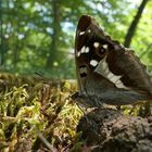 Großer Schillerfalter oder auch: Geruchsintensives Fotografieren 02