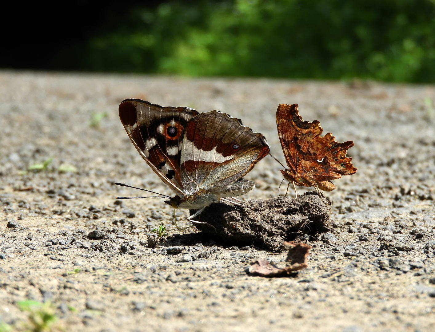 Großer Schillerfalter und C-Falter