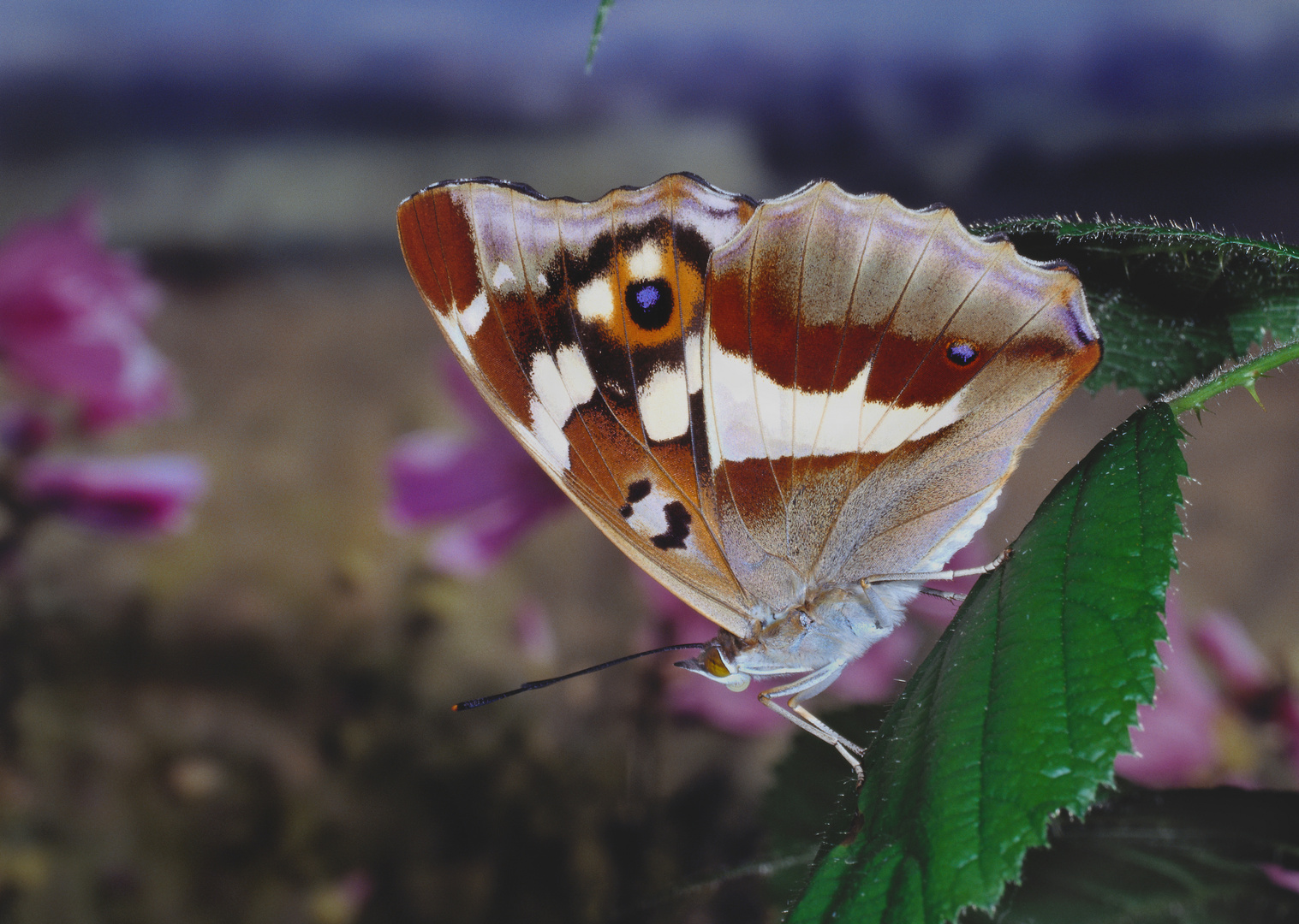 Großer Schillerfalter, Unterseite, Apatura iris