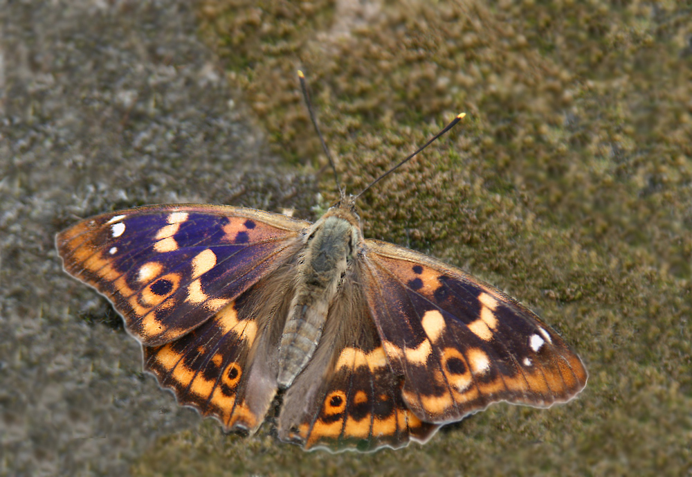 Großer Schillerfalter (Weibchen)