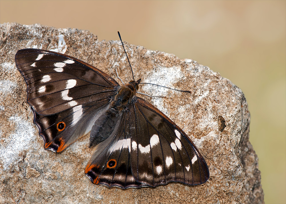 Großer Schillerfalter Weibchen Foto & Bild makro, natur, insekten