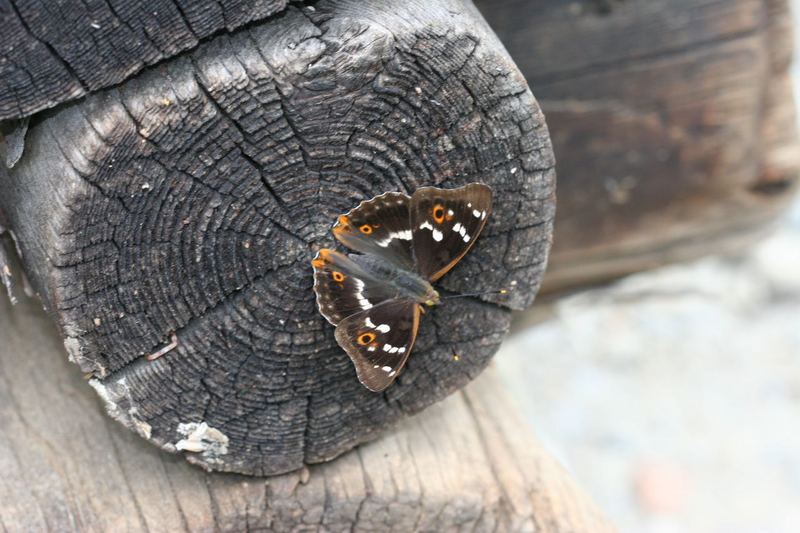 Grosser Schillerfalter(Apatura iris)01