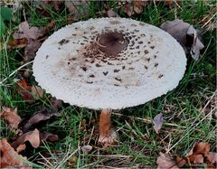 Großer Schirmpilz am Waldweg...