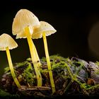 Großer Schleimfußhelmling - Mycena clavicularis