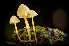 Großer Schleimfußhelmling - Mycena clavicularis