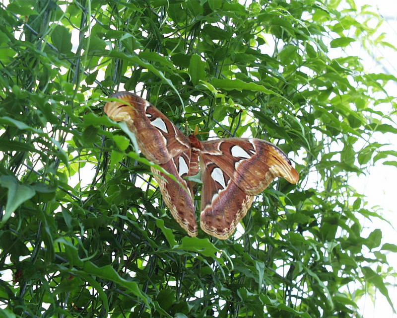 großer Schmetterling