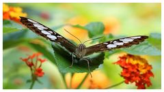 Grosser Schmetterling