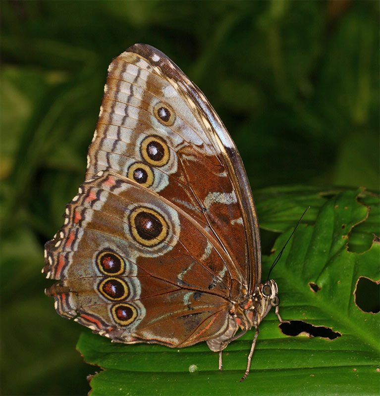 Grosser Schmetterling