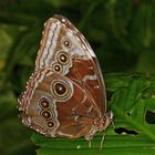 Grosser Schmetterling