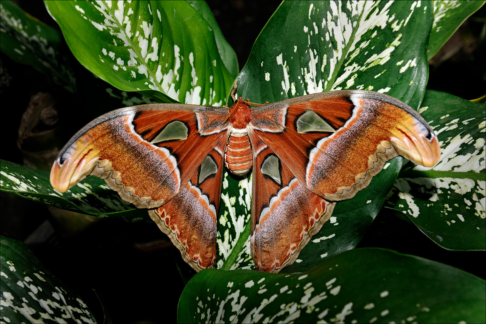 großer Schmetterling