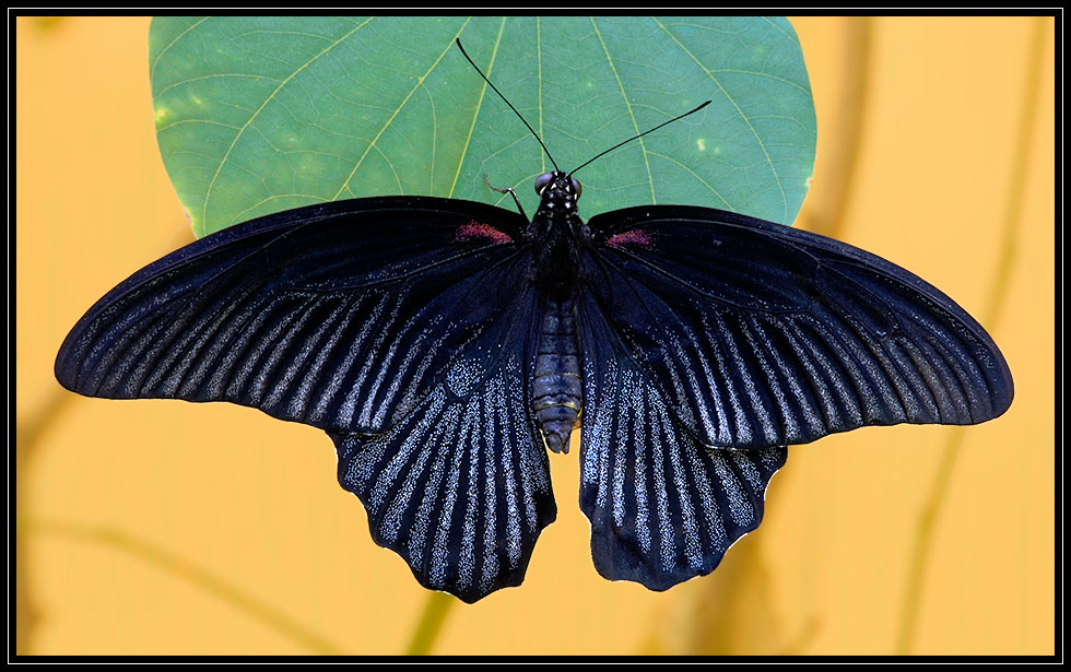 Großer Schmetterling