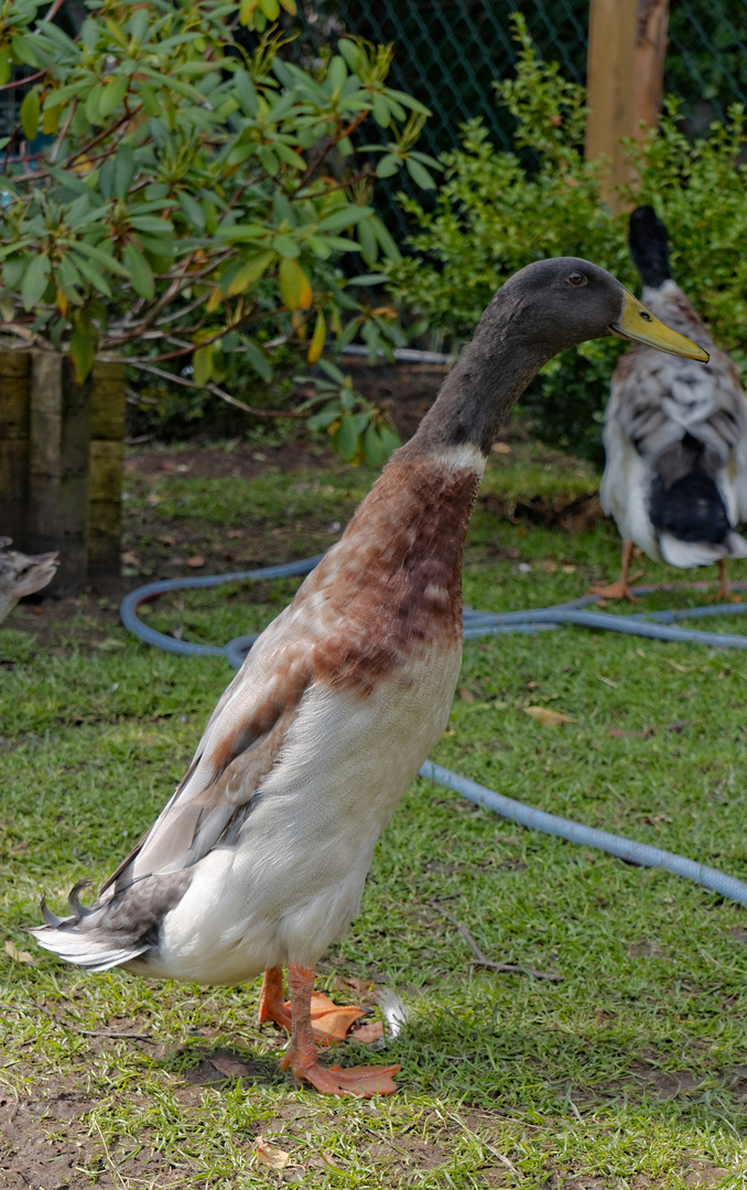 Großer Schneckenschreck