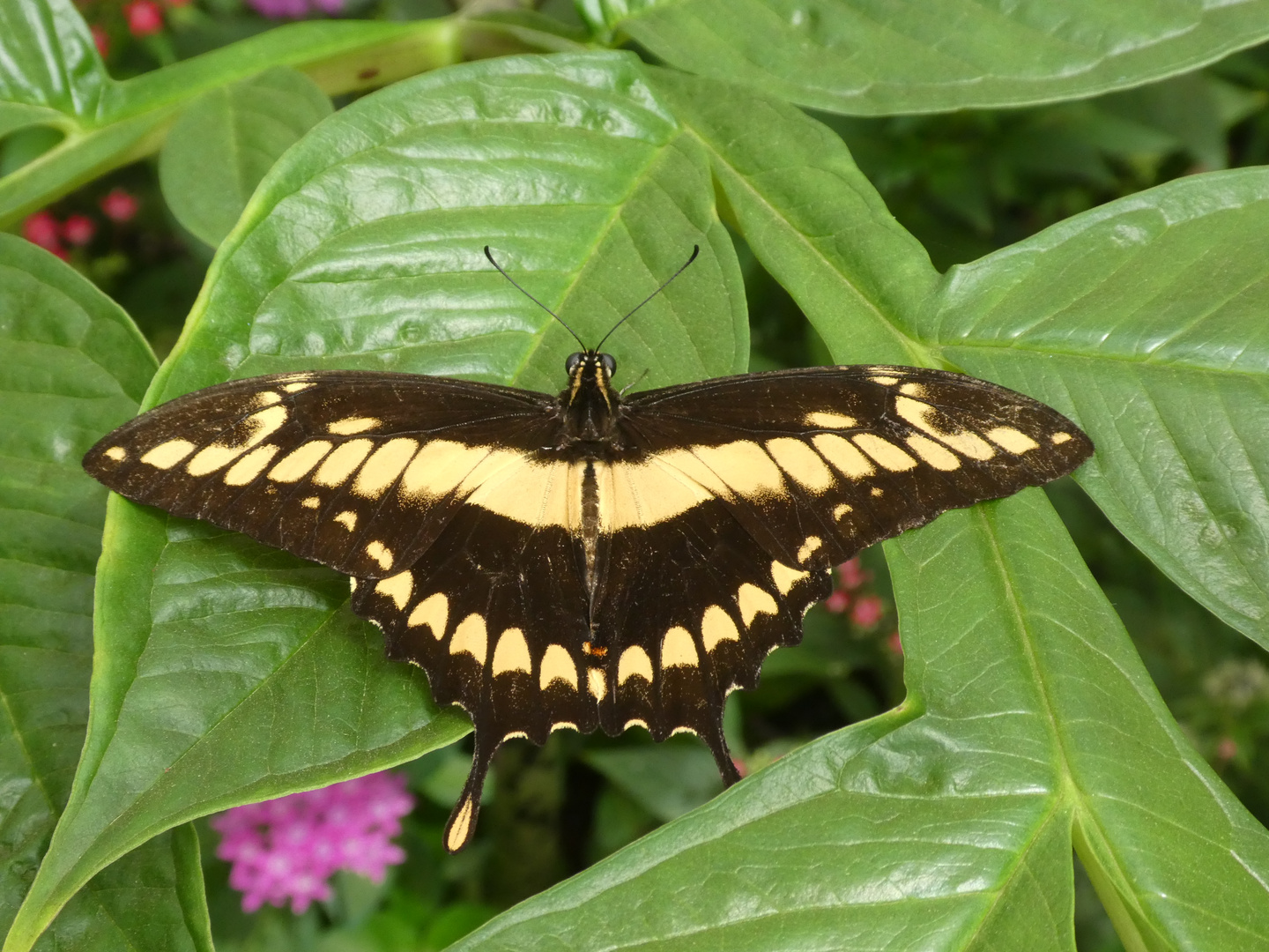 Großer Schwalbenschwanz - Papilio cresphontes