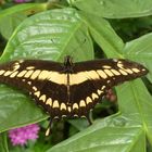 Großer Schwalbenschwanz - Papilio cresphontes