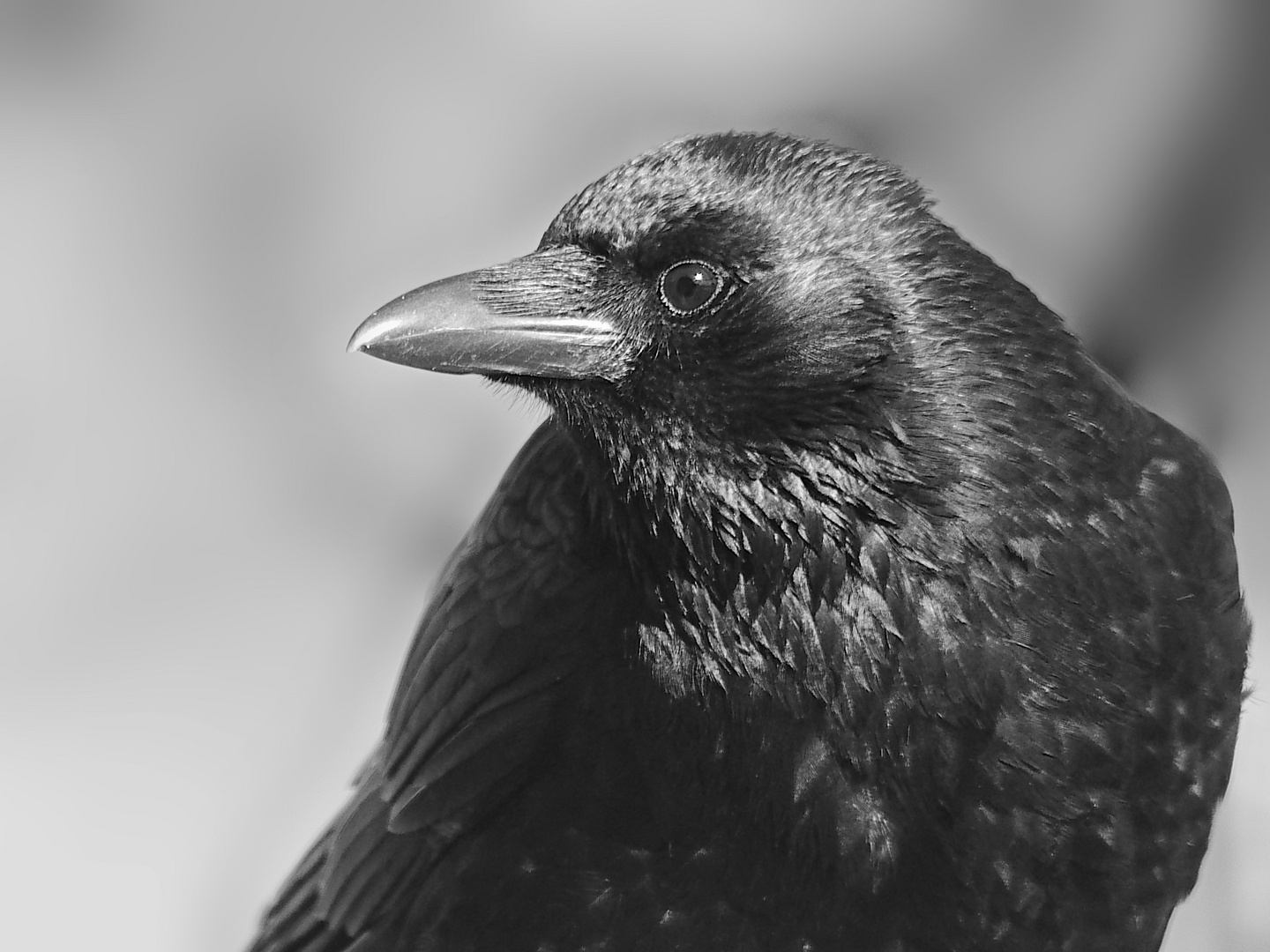 Großer schwarzer Vogel 1