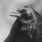 Großer schwarzer Vogel 1