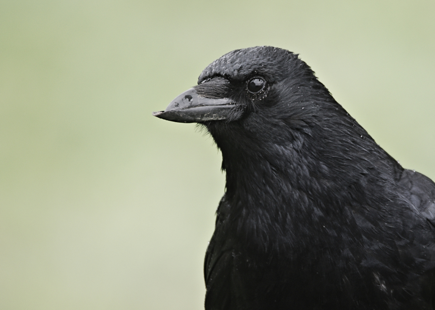 Großer schwarzer Vogel 2